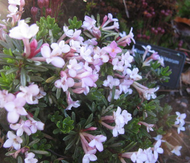 Daphne x whiteorum 'Beauworth'